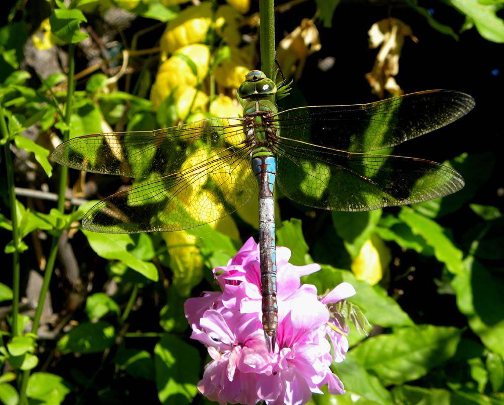 Anax imperator, femmina